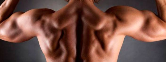 ombro-musculacao