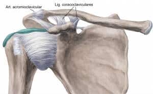 Articulação acromioclavicular