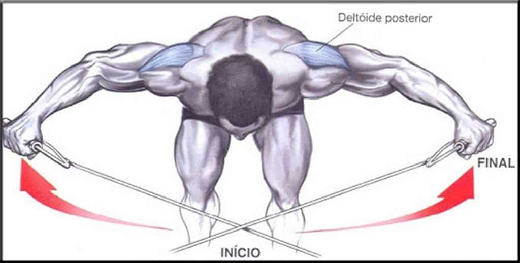 Crucifixo inverso com cabo se assemelha ao levantamento lateral com halteres porém utilizando material e resistência diferentes